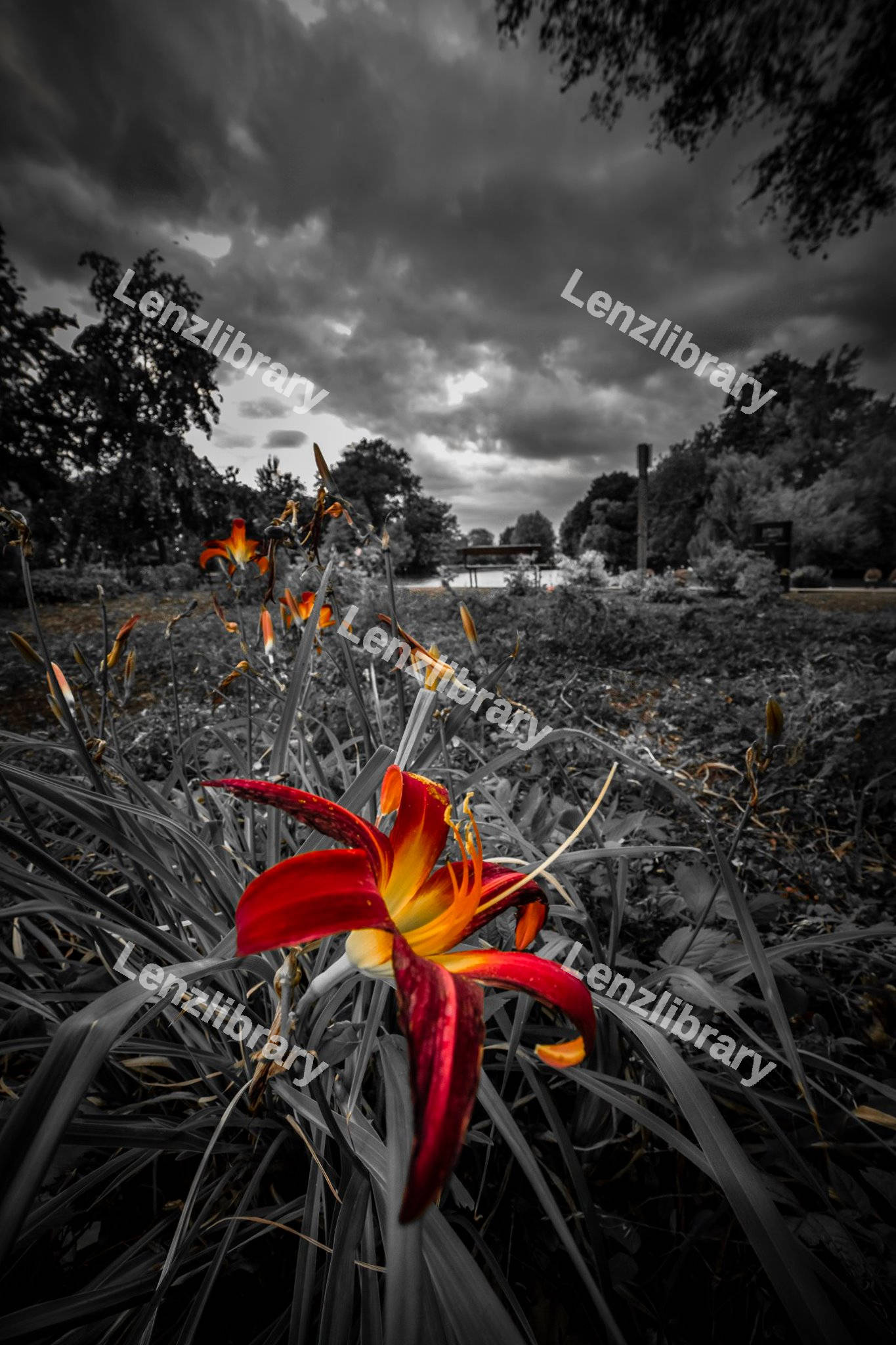 Daylilies